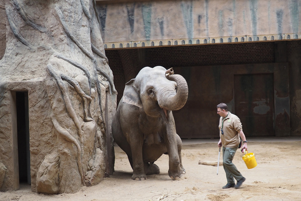 Trainingseinheit für Elefantenkuh Hoa mit Tierpfleger Robert Stehr. Foto: Zoo Leipzig