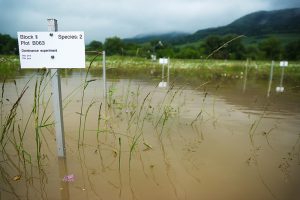 Überschwemmtes Jena-Experiment. Foto: iDiV