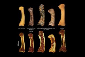 Erster Metakarpal des Daumens eines Schimpansen, fossiler Australopithecinen und eines Menschen (obere Reihe). Die untere Reihe besteht aus Mikro-Computertomografie-Aufnahmen derselben Fossilien. Im Längsschnitt sieht man die Trabekelstruktur innerhalb der Knochen. Foto: MPI EVA, Tracy Kivell