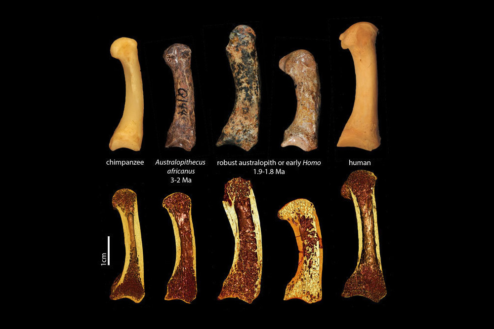 Erster Metakarpal des Daumens eines Schimpansen, fossiler Australopithecinen und eines Menschen (obere Reihe). Die untere Reihe besteht aus Mikro-Computertomografie-Aufnahmen derselben Fossilien. Im Längsschnitt sieht man die Trabekelstruktur innerhalb der Knochen. Foto: MPI EVA, Tracy Kivell