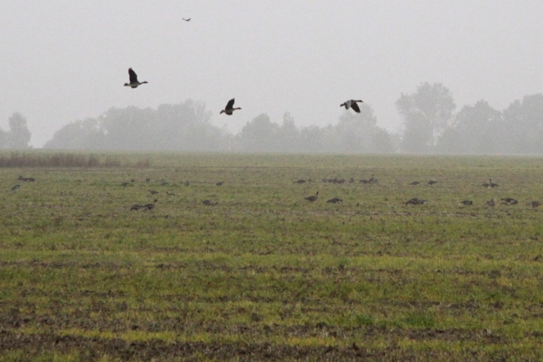Wildgänse beim Landemanöver im Südraum Leipzig. Foto: Matthias Weidemann