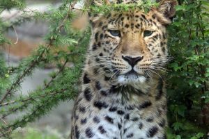 Entdeckertage Raubtiere – Amurleopard Foto: Zoo Leipzig