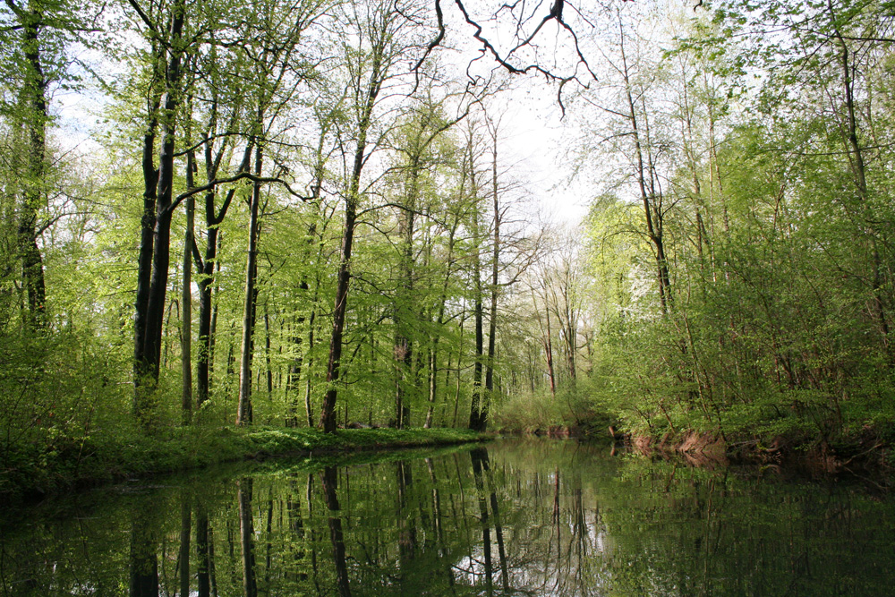 Der Floßgraben im Frühjahr. Foto: Ökolöwe