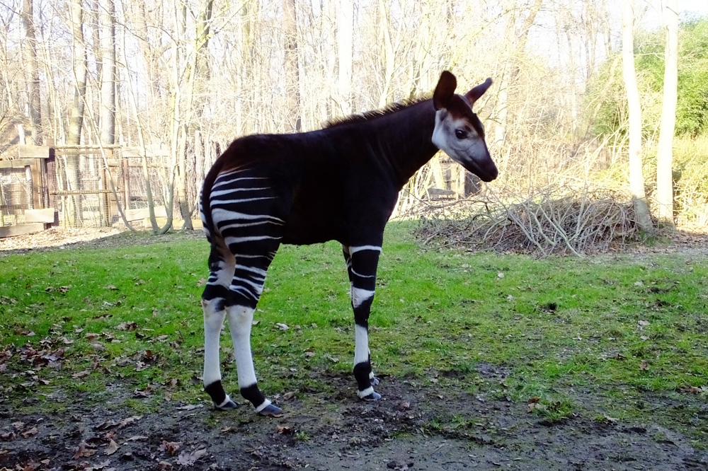 Abeni erkundet die Anlage. Foto: Zoo Leipzig
