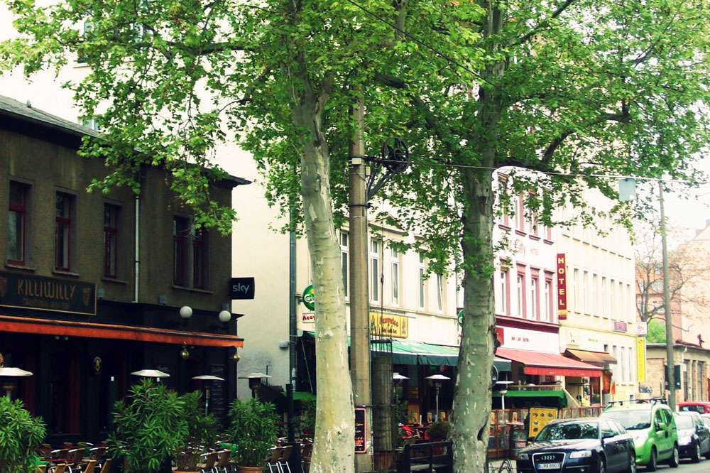 Straßenbäume tragen nicht nur zur Verschönerung des Stadtbildes bei. Foto: BUND - Regionalgruppe Leipzig