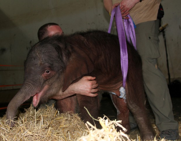 Das Elefantenjungtier wird jetzt mit Bauchgurten stabilisiert. Foto: Zoo Leipzig