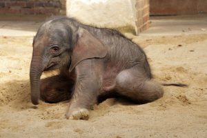 Das am 25. März geborene weibliche Elefantenbaby im Zoo Leipzig. Foto: Zoo Leipzig
