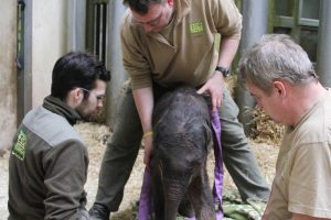 Pfleger und Tierarzt betreuen das Elefantenjungtier rund um die Uhr. © Zoo Leipzig