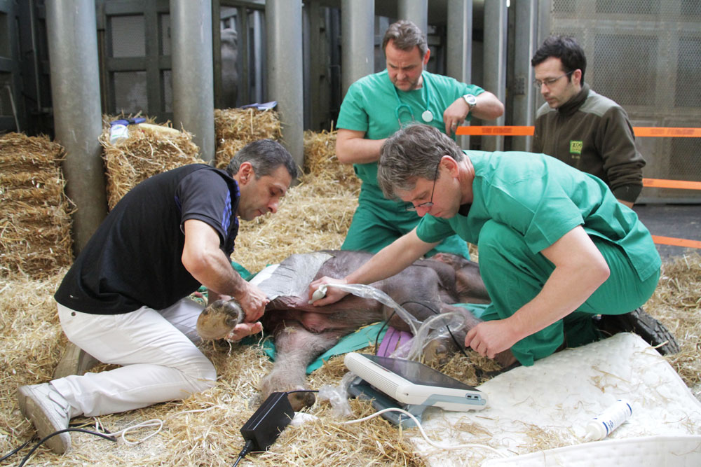Ultraschall und Massage beim Elefantennachwuchs © Zoo Leipzig