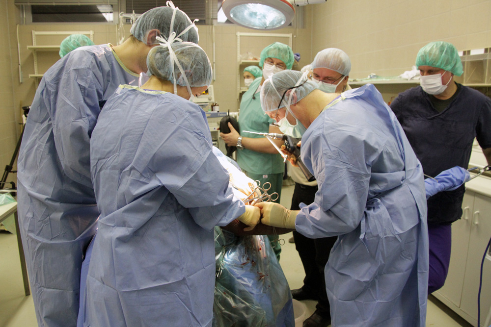 Das Expertenteam während der Operation des kleinen Elefanten. Foto: Zoo Leipzig