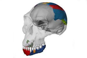 Rekonstruierter Schädel eines Homo habilis basierend auf den Knochen des Fossils OH 7 aus der Olduvai-Schlucht. Foto: Philipp Gunz, Simon Neubauer, Fred Spoor