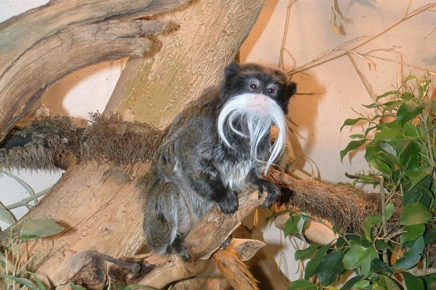 Kaiserschnurrbarttamarin © Zoo Leipzig