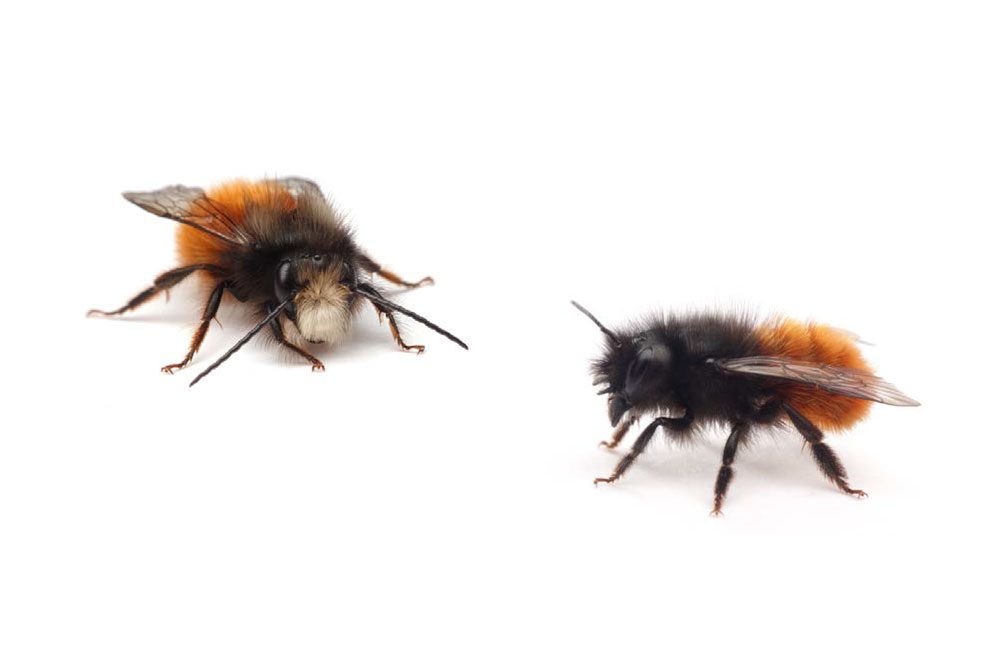 Männchen (links) und Weibchen (rechts) der Gehörnten Mauerbiene. Foto: Michael Fritzsche