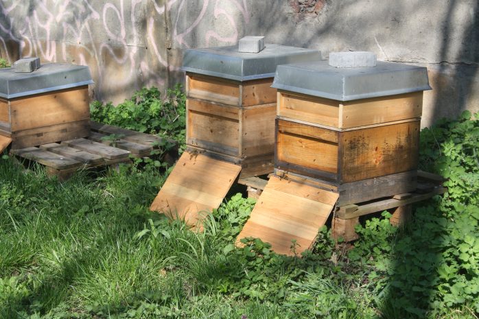 Die Bienen sammeln den Philippus-Honig, der im Nikolai-Eck verkauft wird. Foto: Ernst-Ulrich Kneitschel