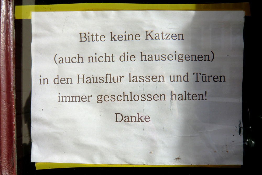 Katzen waren 2014 zum Glück kein mediales Aufregerthema. Foto: Marko Hofmann