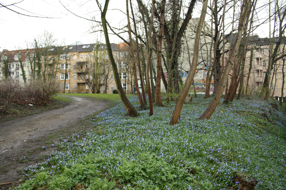 Pracht in Blau: Frühblüher am Zugang zur Grünanlage in der Leopoldstraße. Foto: Ralf Julke