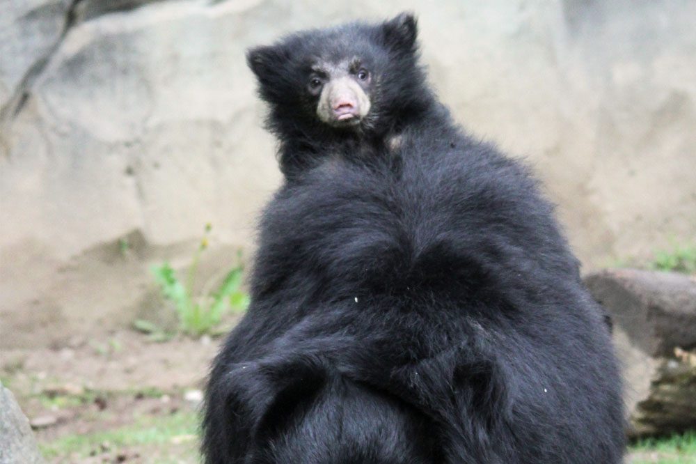 Auf Erkundungstour in der Lippenbären-Schlucht. Foto: Zoo Leipzig