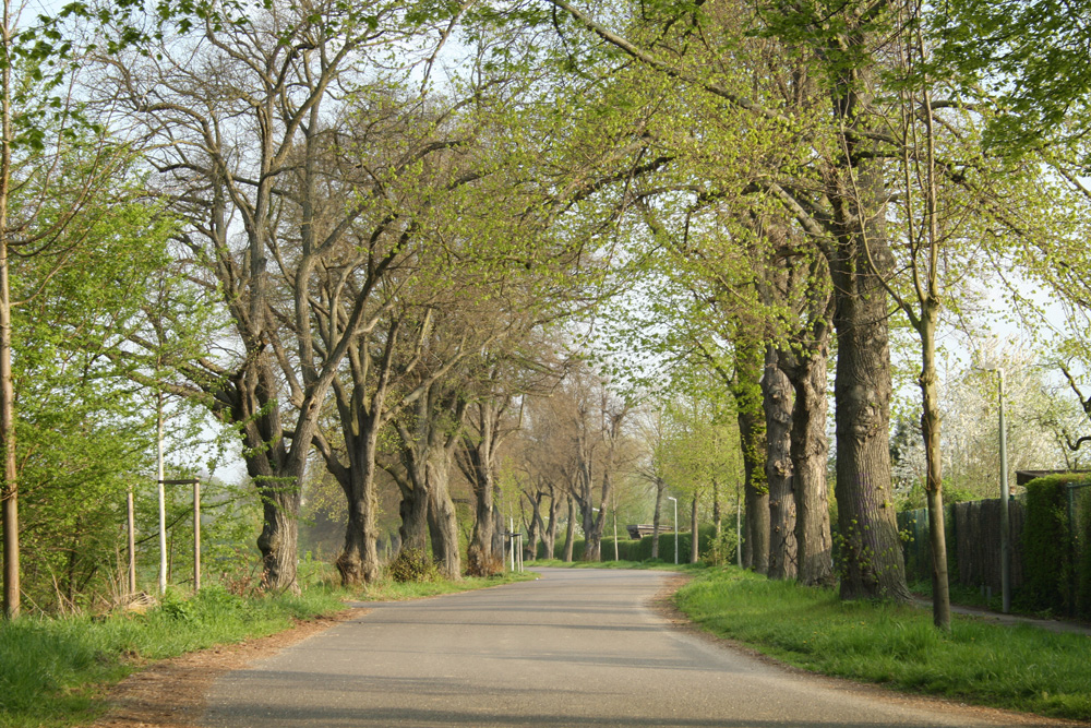 Typische Allee im Leipziger Stadtgebiet: Marienweg in Möckern. Foto: Ralf Julke