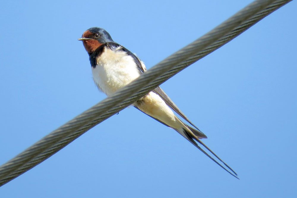 Rauchschwalbe. Foto: Karsten Peterlein