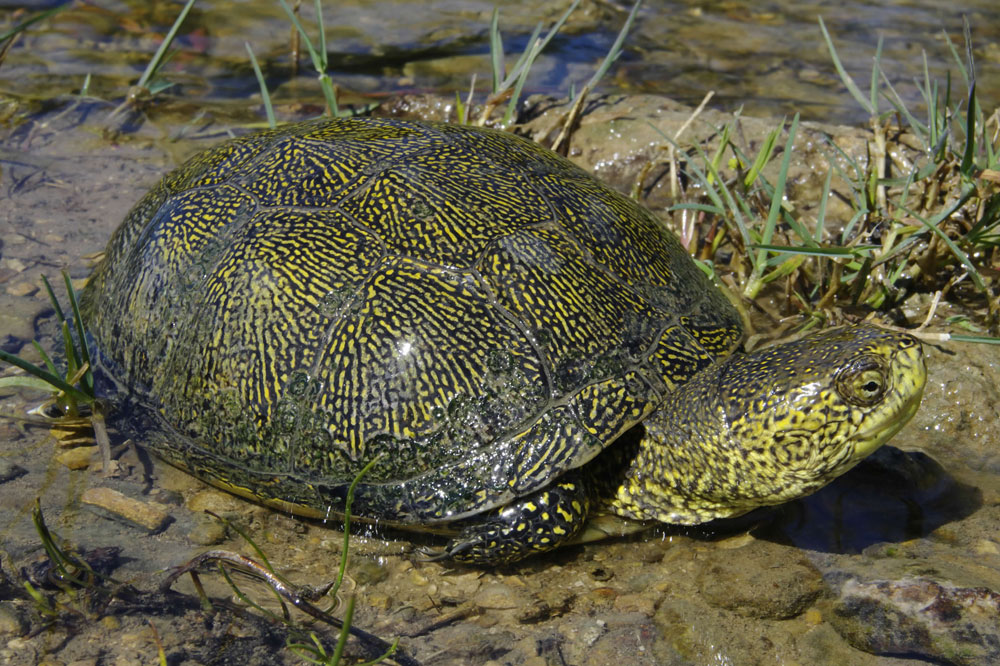 Reptil des Jahres 2015. Foto: DGHT/Noellert