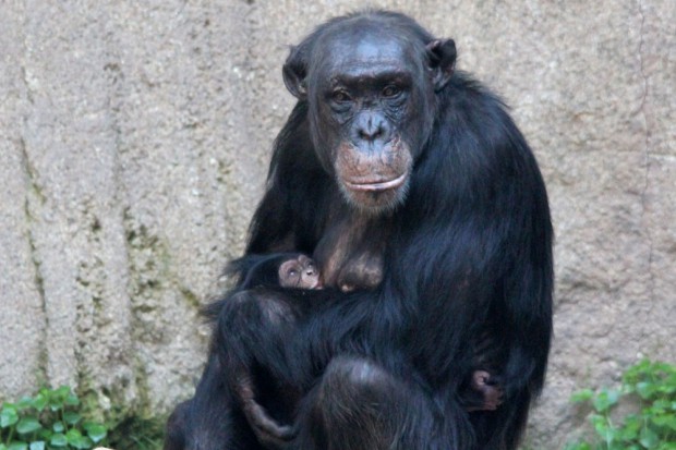 Swela mit Jungtier. Foto: Zoo Leipzig