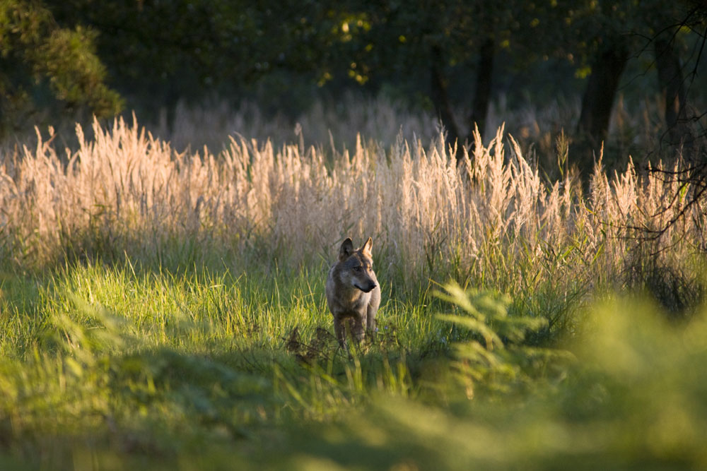 Rüde des Daubitzer Wolfsrudels auf dem Truppenübungsplatz Oberlausitz im sächsischen Teil der Lausitz. Foto: NABU/Jan Noack