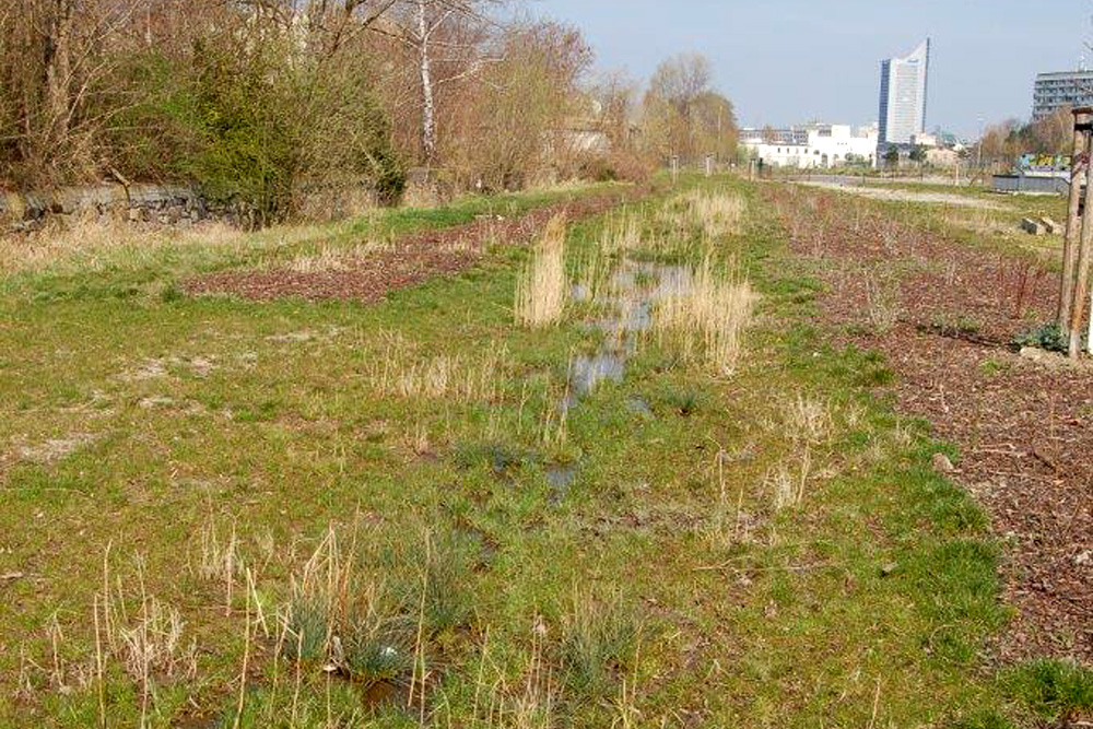 Das hinterm Bayerischen Bahnhof entstandene Biotop - 2014 fotografiert. Foto: Ökolöwe Leipzig