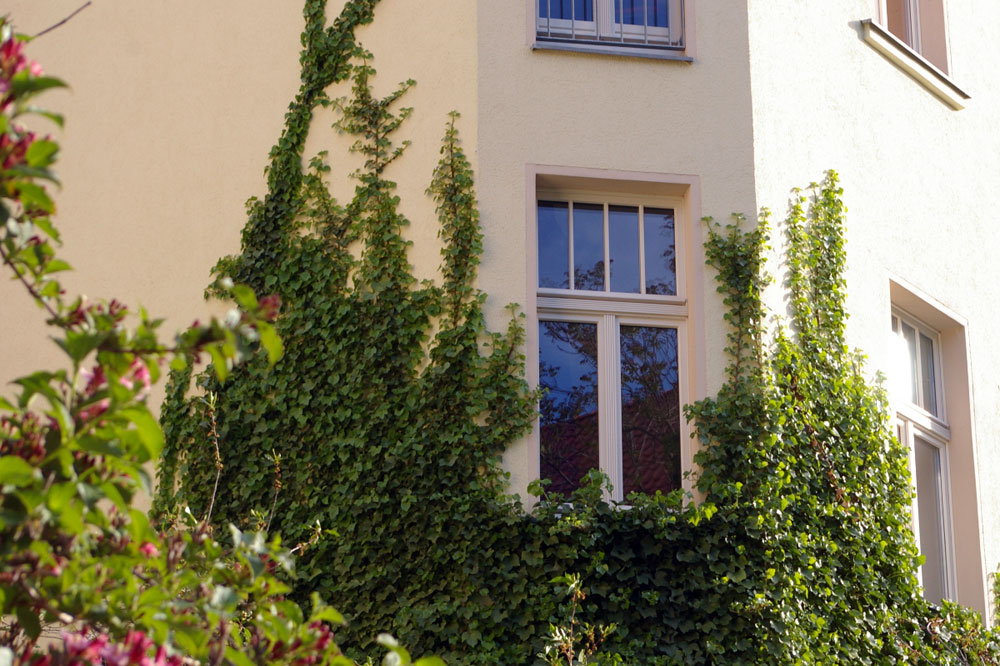 Grüne Fassade in der Leipziger Ecksteinstrasse. Foto: Ökolöwe