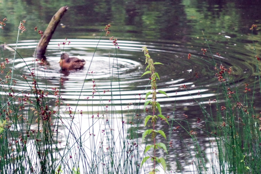 Eine Ente zeiht Kreise. Weil sie es kann. Foto: L-IZ.de