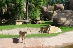 Geparden in der Kiwara-Kopje. Foto: Zoo Leipzig
