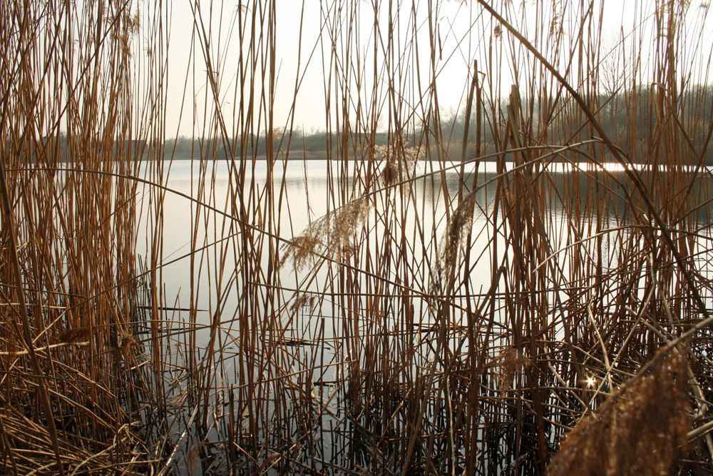 Heute ein wildes Biotop: das Naturbad Großzschocher. Foto: Ralf Julke