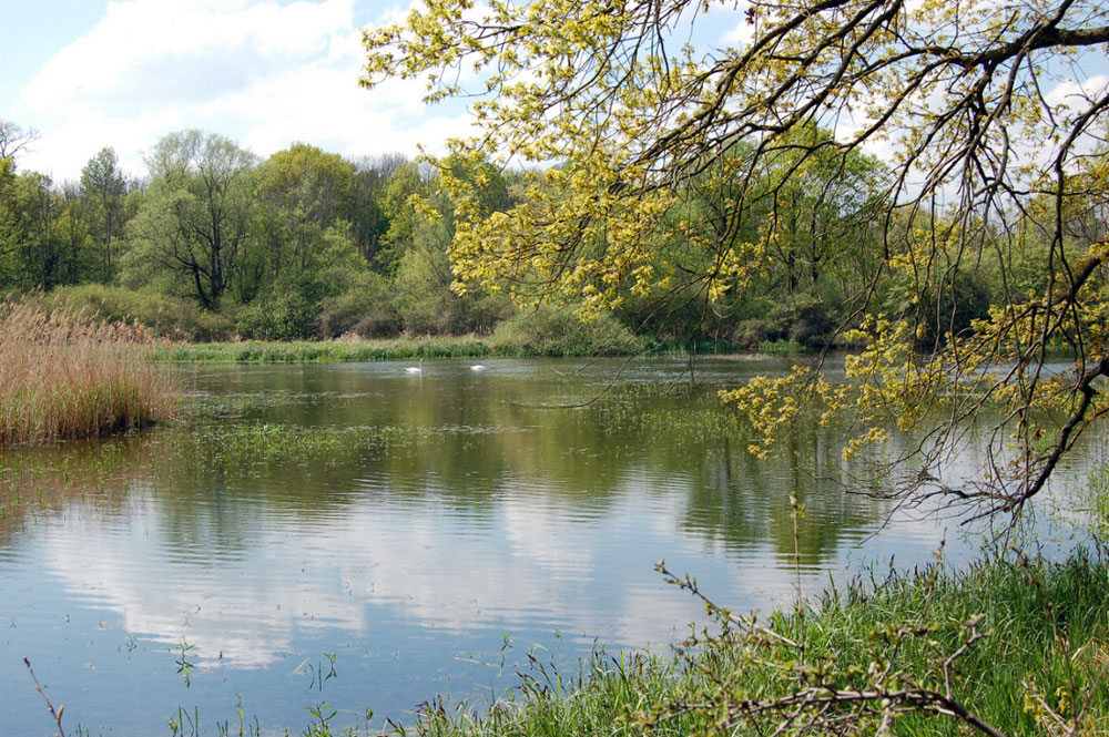 Papitzer Lehmlachen. Foto: Ökolöwe - Umweltbund Leipzig e.V.