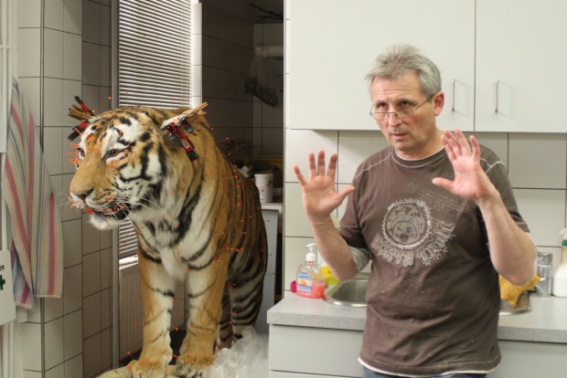 René Diebitz erklärt Arbeitsschritte am Tigerpräparat. Foto: Alexander Böhm