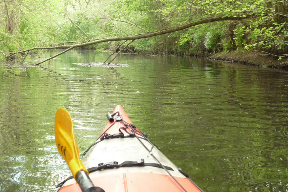 Querliegender Baum, der für Kanusportler kein Hindernis darstellt. Foto: SKV