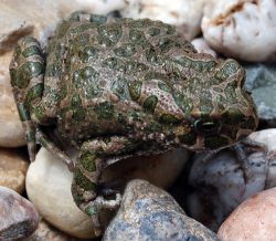 Wechselkröte - 2014 im Gelände hinterm Bayrischen Bahnhof fotografiert. Foto: Ökolöwe Leipzig