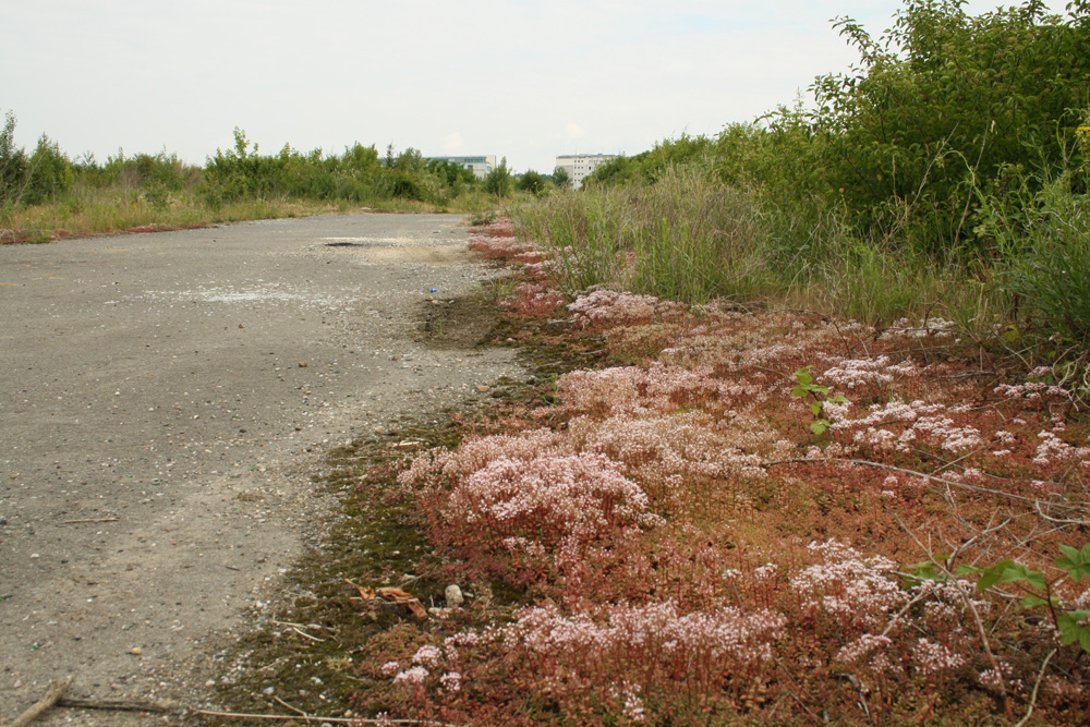Diese pflanzenumsäumte Straße im Gelände sollte mal die Porzellangasse werden. Foto: Ralf Julke