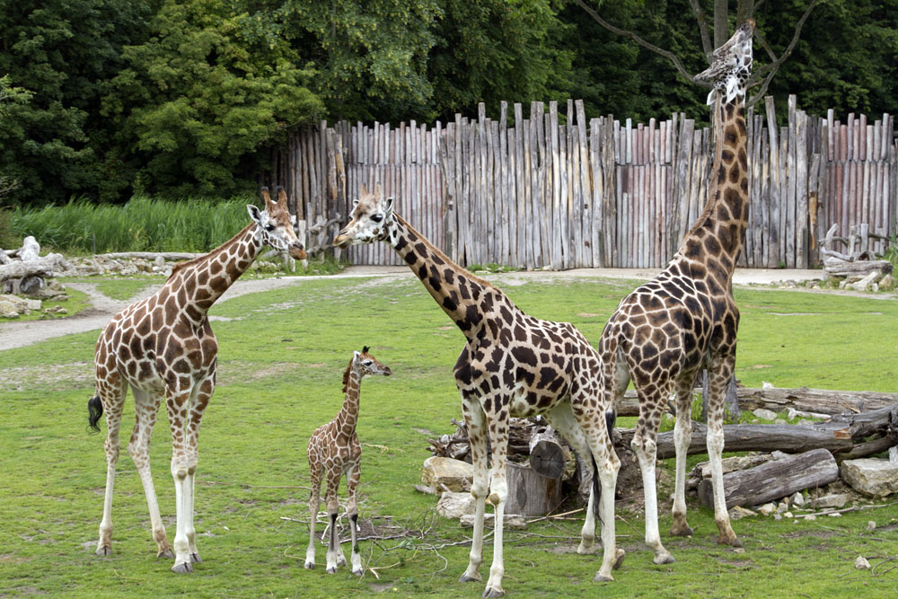 Giraffenjungtier Geluk mit Vater Max und Mutter Gusti (r) bei seinem ersten Savannenausflug. Foto: Zoo Leipzig