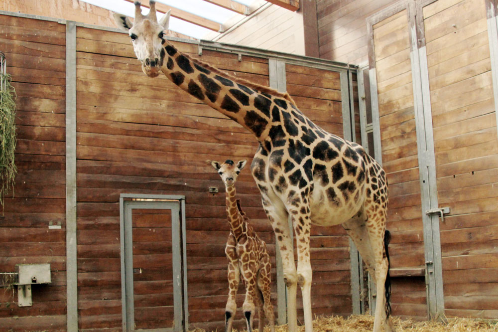 Gusti mit Jungtier. Foto: Zoo Leipzig