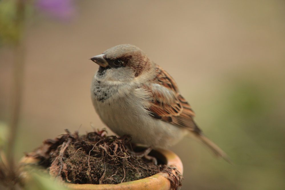 Dauergewinner bei der Stunde der Gartenvogel und doch auf der Vorwarnstufe der Roten Liste: Der Haussperling. Foto: Fotonatur