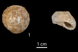 Muschelschalen von Phorcus turbinatus. Links Draufsicht, rechts Seitenansicht einer Muschel, deren oberer Teil von Menschen abgeschnitten wurde, um an das Muschelfleisch zu kommen. Foto: Marjolein Bosch, MPI für evolutionäre Anthropologie