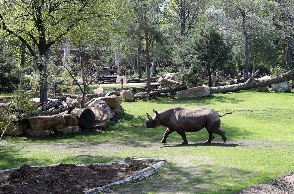 Nashornweibchen Nandi in der Kiwara-Kopje. Foto: Zoo Leipzig