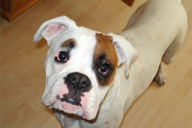 Wer hat Odin gesehen? Foto: PD Leipzig