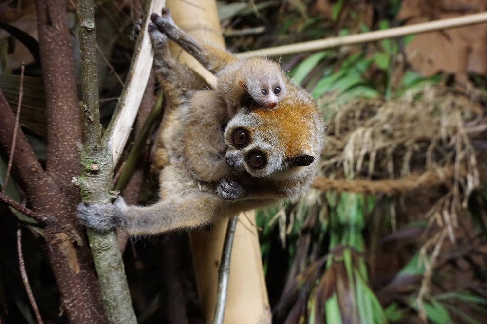 Plumplorinachwuchs: Mutter Mercedes mit zwei Jungtieren. Foto: Zoo Leipzig