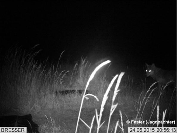 Foto: "Fester (Jagdpächter)"