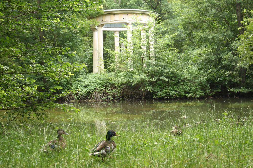 Hier bin ich glücklich: Der Inselteich im Abtnaundorfer Park mit zufriedenen Enten. Foto: Ralf Julke