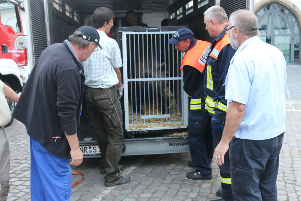 Gegen 05:30 Uhr wurde der Käfig mit Benno entladen. Foto: Rayk Bergner, Landratsamt