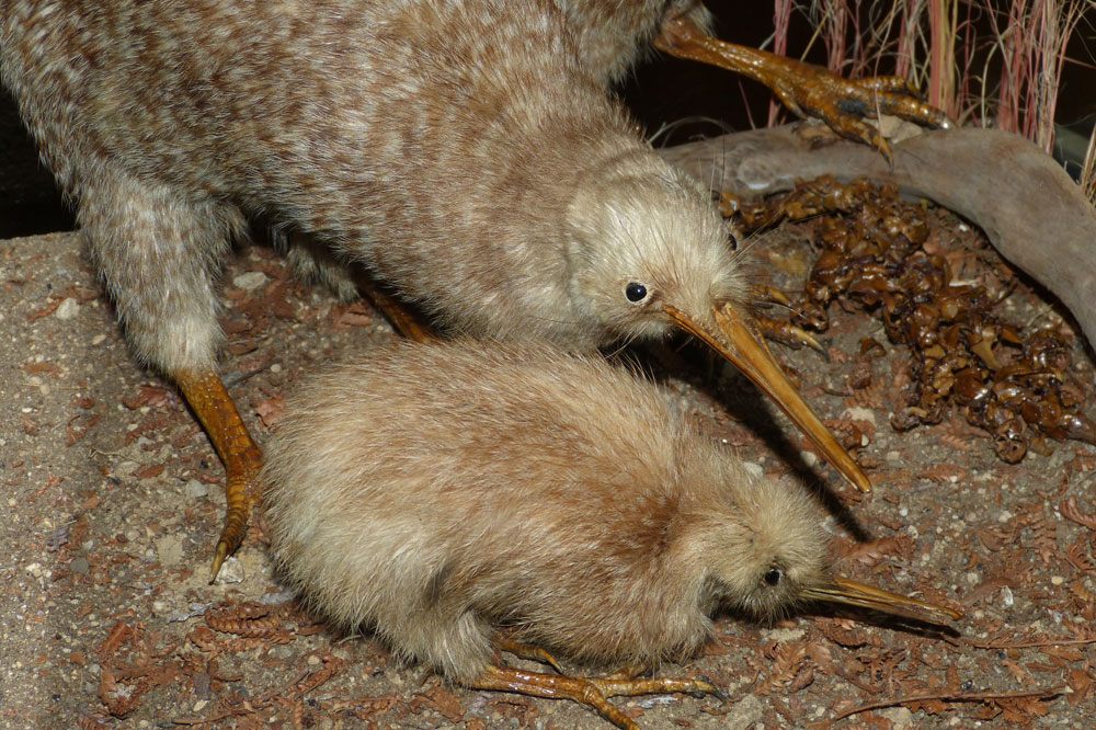 Kiwi - vom Aussterben bedroht. Foto: Dieter Schütz / Pixelio