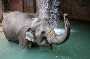 Sommerlicher Badespaß bei den Elefanten. Foto: Zoo Leipzig