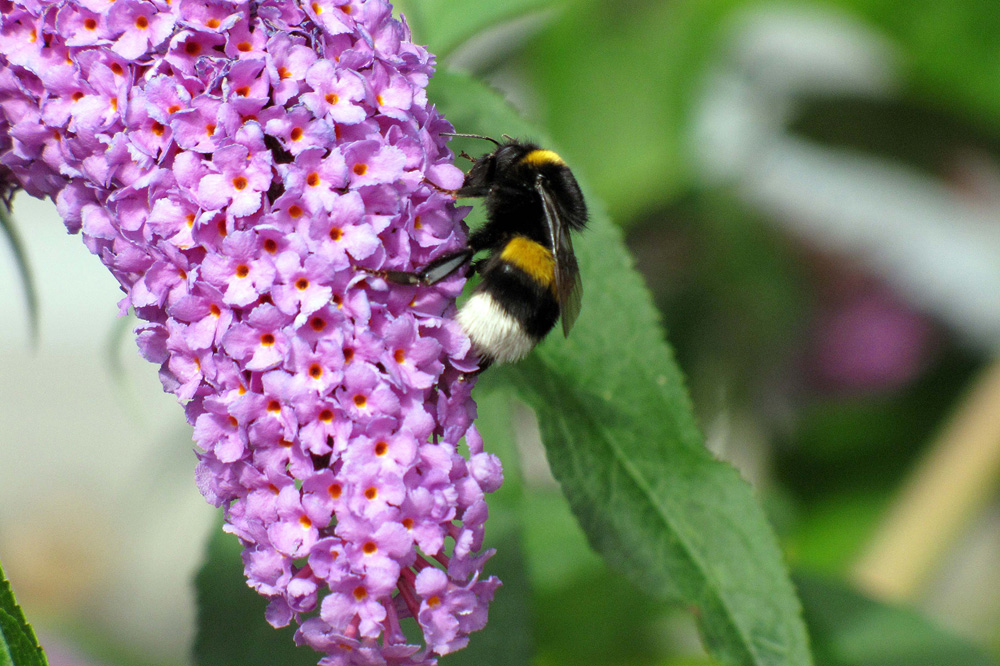 Einer der wichtigsten Bestäuber in unserer Feldflur: die Hummel. Foto: UFZ