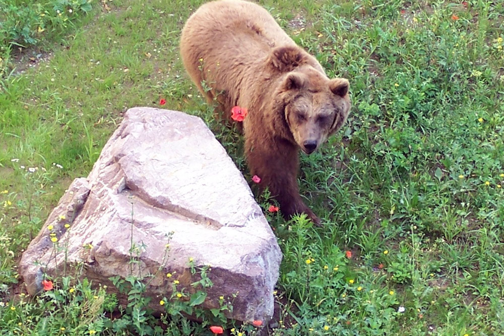 Jette untersucht ihr neues Freigehege. Foto: Landratsamt